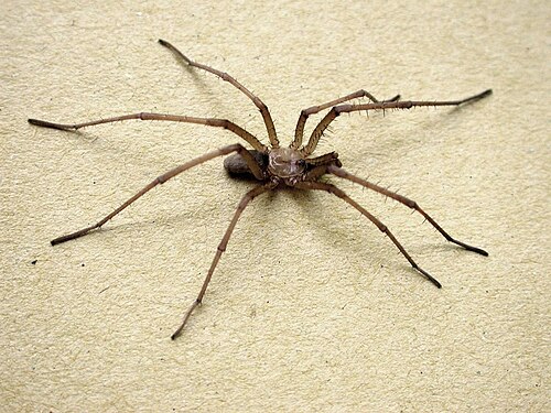 Southern House Spider (Giant Crevice Weaver) Care Guide: The Ultimate Low-Maintenance Pet Spider