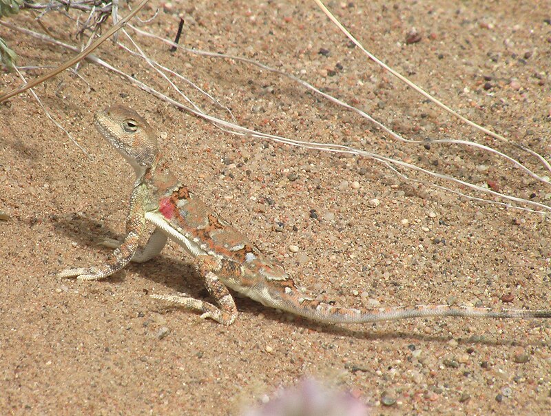 Toad-Headed Agama Care Guide: The Ultimate Pet Lizard for Experienced Keepers