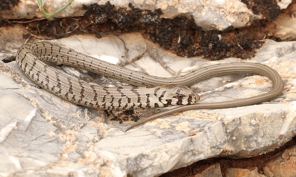 European Legless Lizard Care: The Ultimate Pet Guide (Is It Right for You?)