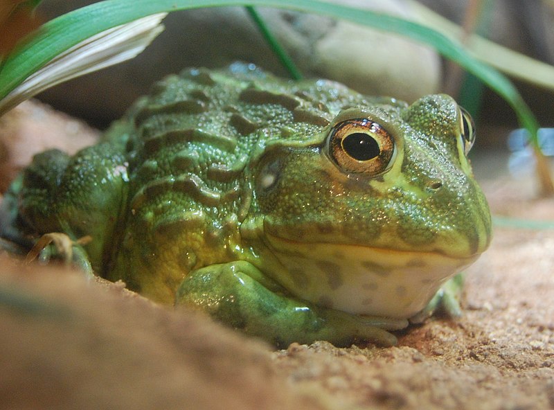 Giant African Bullfrog (Pixie Frog) Care: Everything About Keeping Giants as Pets