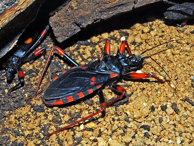 Horrid King Assassin Bug Care Guide: The Ultimate Pet for Hardcore Insect Enthusiasts