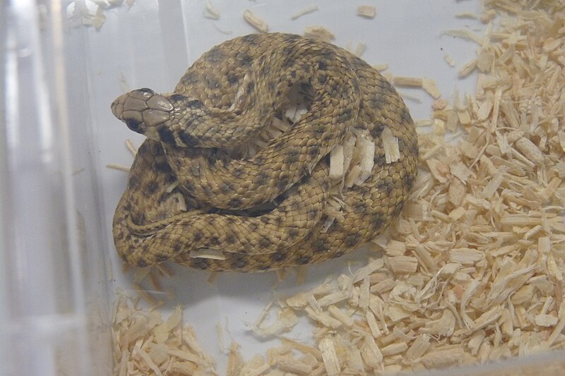 Egyptian False Cobra Care Guide: Behavior, Venom, and Setup for Beginners