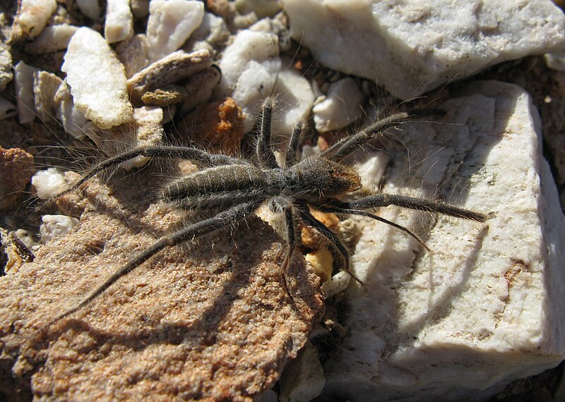 Camel Spider Care Guide: Habitat, Diet, Handling & Myths Debunked