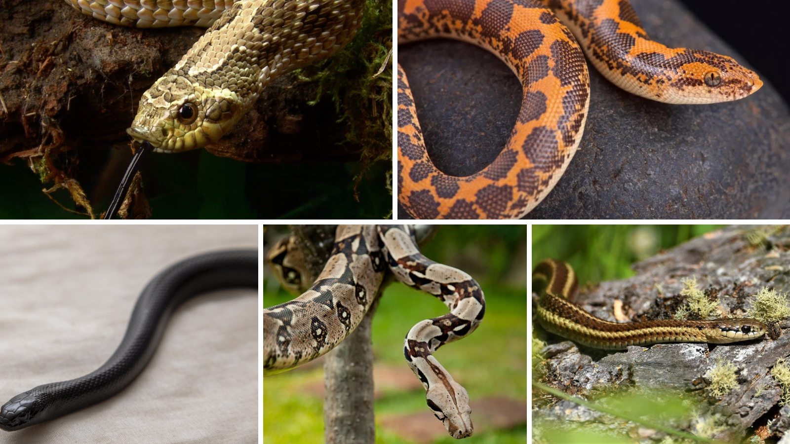 Top 5 Unique Snakes for Pet Lovers