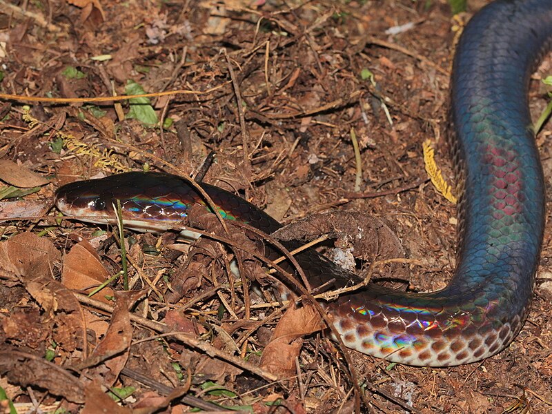 Sunbeam Snake Care Guide: The Ultimate Pet Review for Advanced Keepers