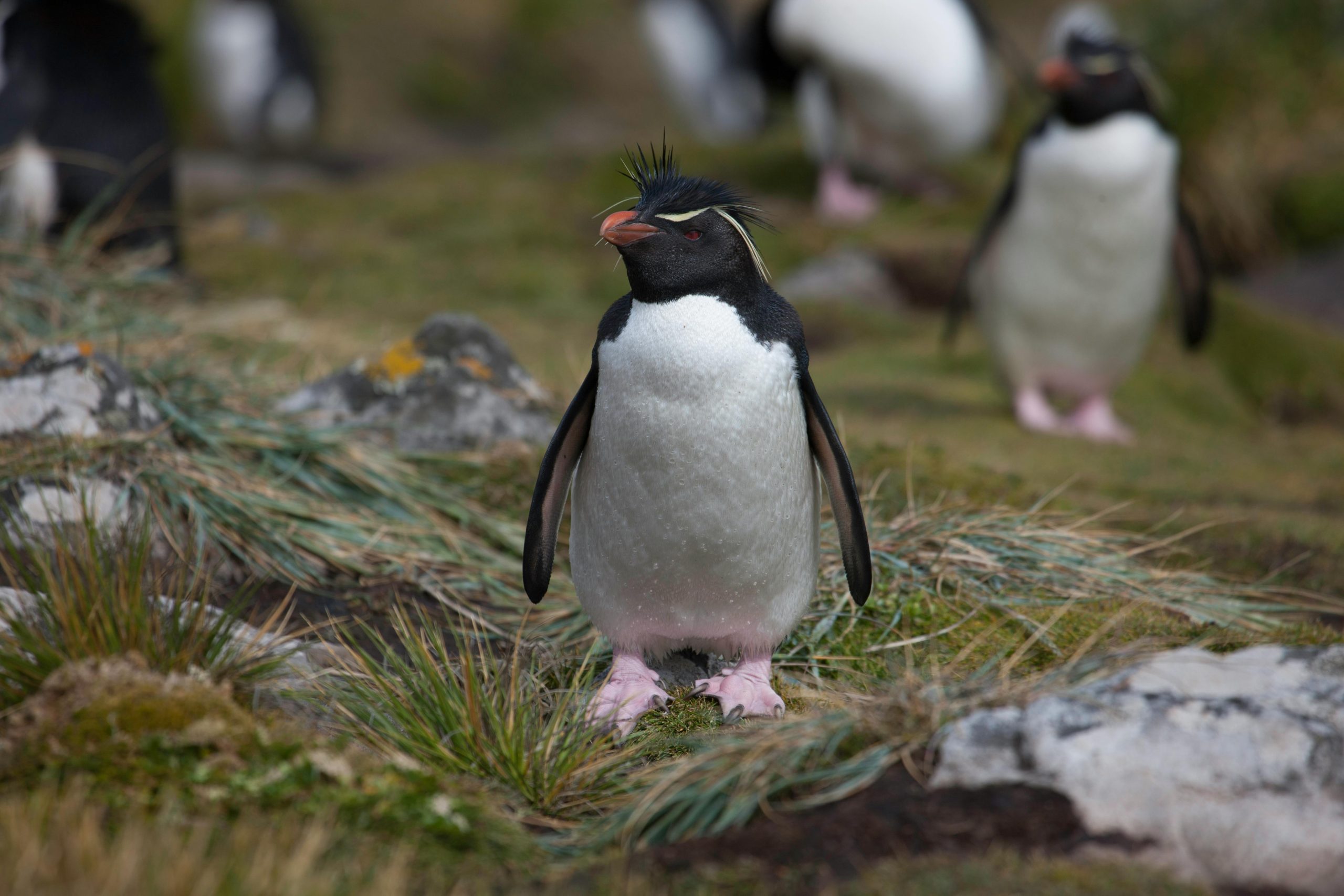 Can You Own a Pet Penguin? The Surprising Truth (Full Guide)