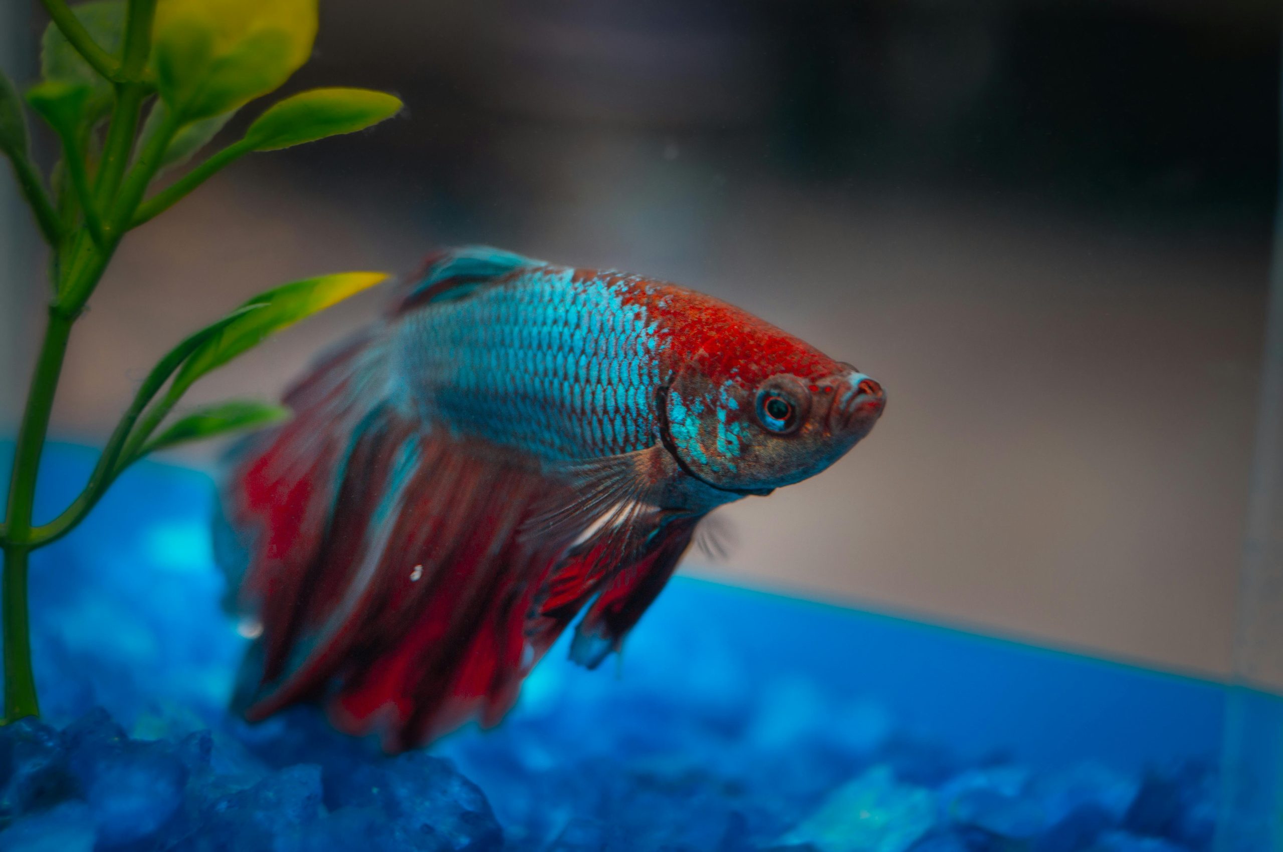 Betta Fish Care Guide: The Ultimate Beginner’s Handbook to Keeping a Healthy, Happy Betta