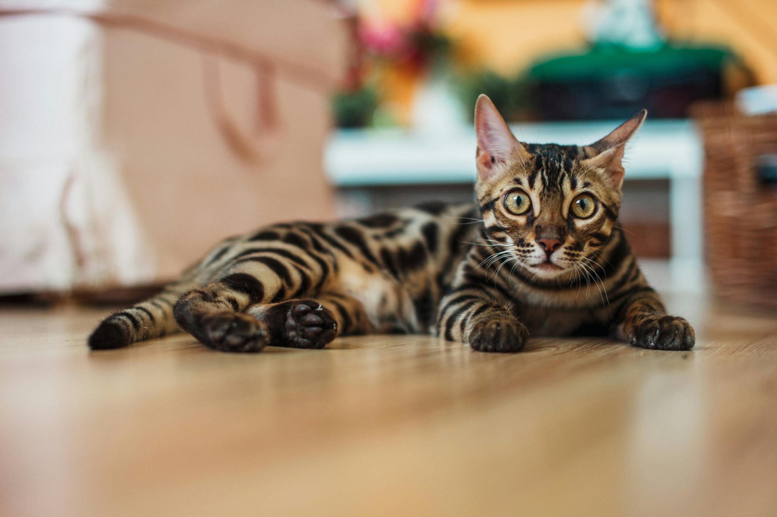 Bengal Cat Review: Are These Exotic Hybrid Cats the Right Pet for You?