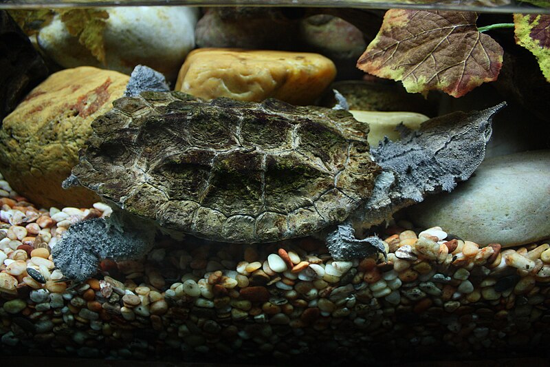 Mata Mata Turtle Care: The Ultimate Guide to Keeping This Unique Reptile