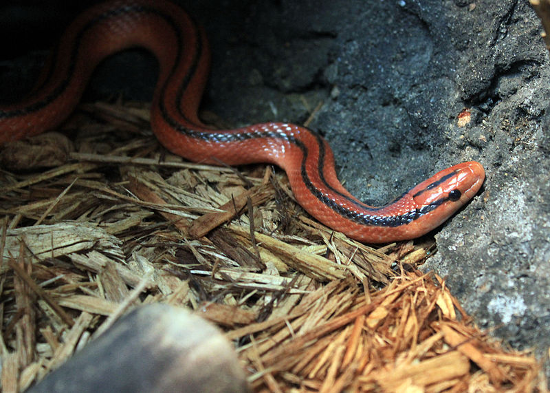 Bamboo Rat Snake Care Guide: The Ultimate Pet Owner’s Review