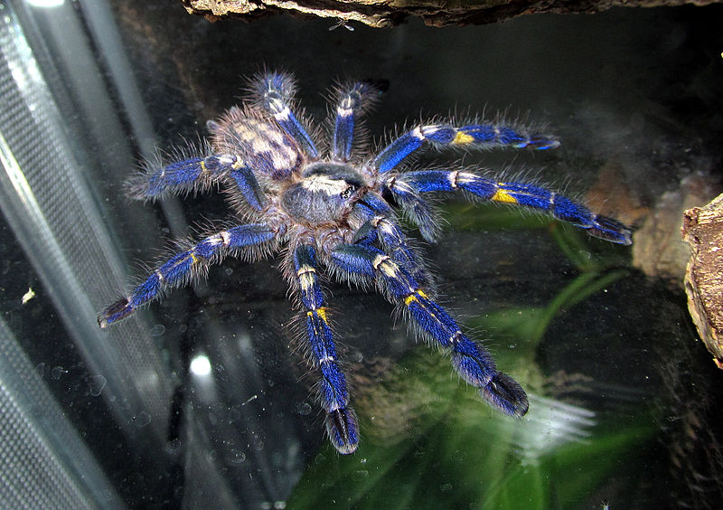 Gooty Sapphire Ornamental Tarantula Care: Ultimate Guide for Keepers