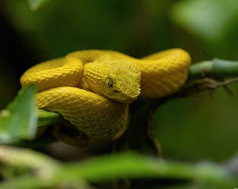 Eyelash Pit Viper Care Guide: Venomous Beauty for Advanced Keepers