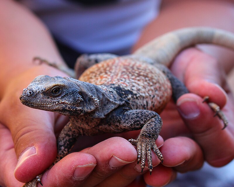 Chuckwalla Care Guide: Diet, Habitat & Handling Tips for Lizard Lovers
