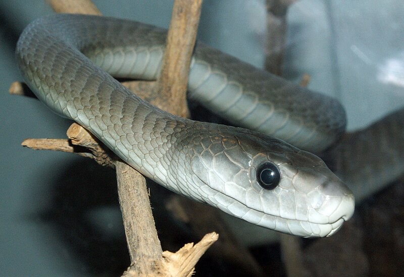 Black Mamba Care Guide: The Truth About Owning the World’s Deadliest Snake