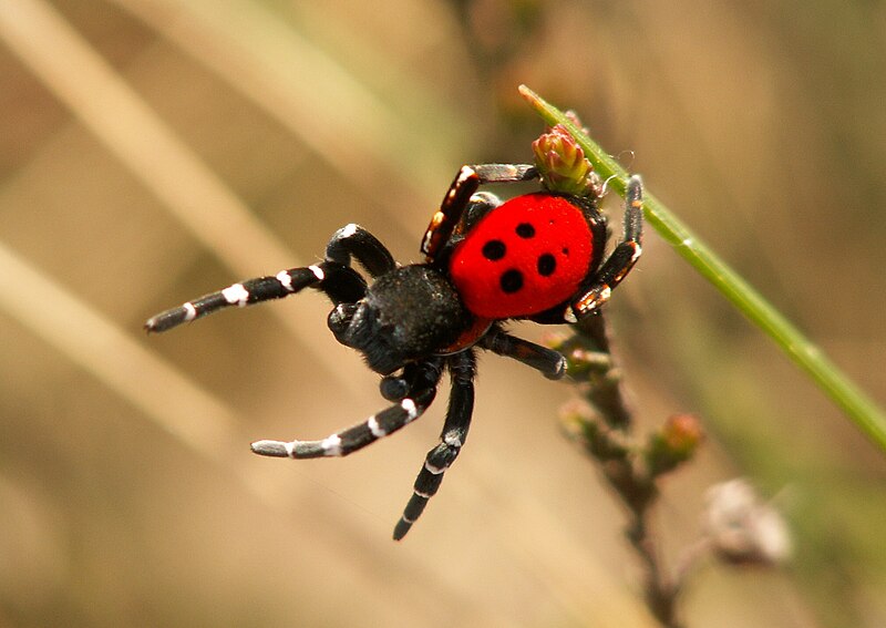 Ladybird Velvet Spider Care Guide: Are These Colorful Arachnids Right for You?