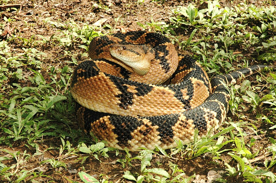 Bushmaster Snake Care Guide: Can You Keep the World’s Longest Viper as a Pet?