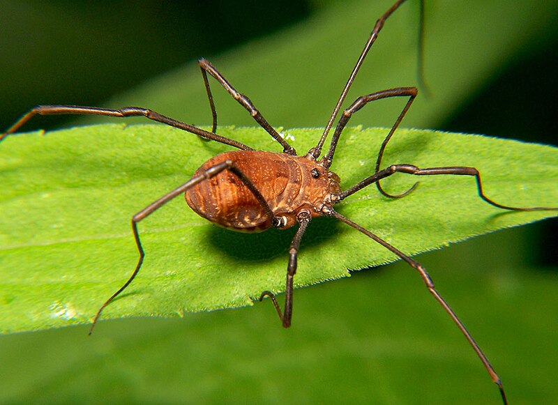 Armored Harvestman Care Guide: The Ultimate Pet for Arachnid Enthusiasts
