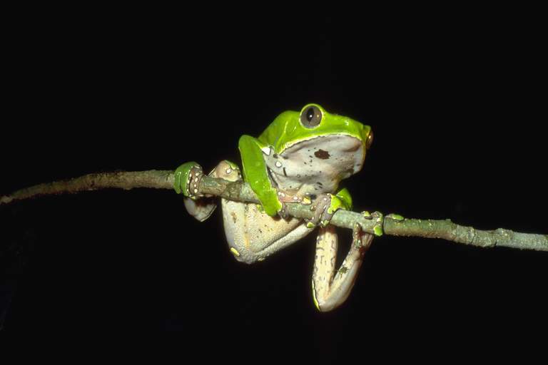 Giant Monkey Frog Care Guide: Everything You Need to Know Before Buying