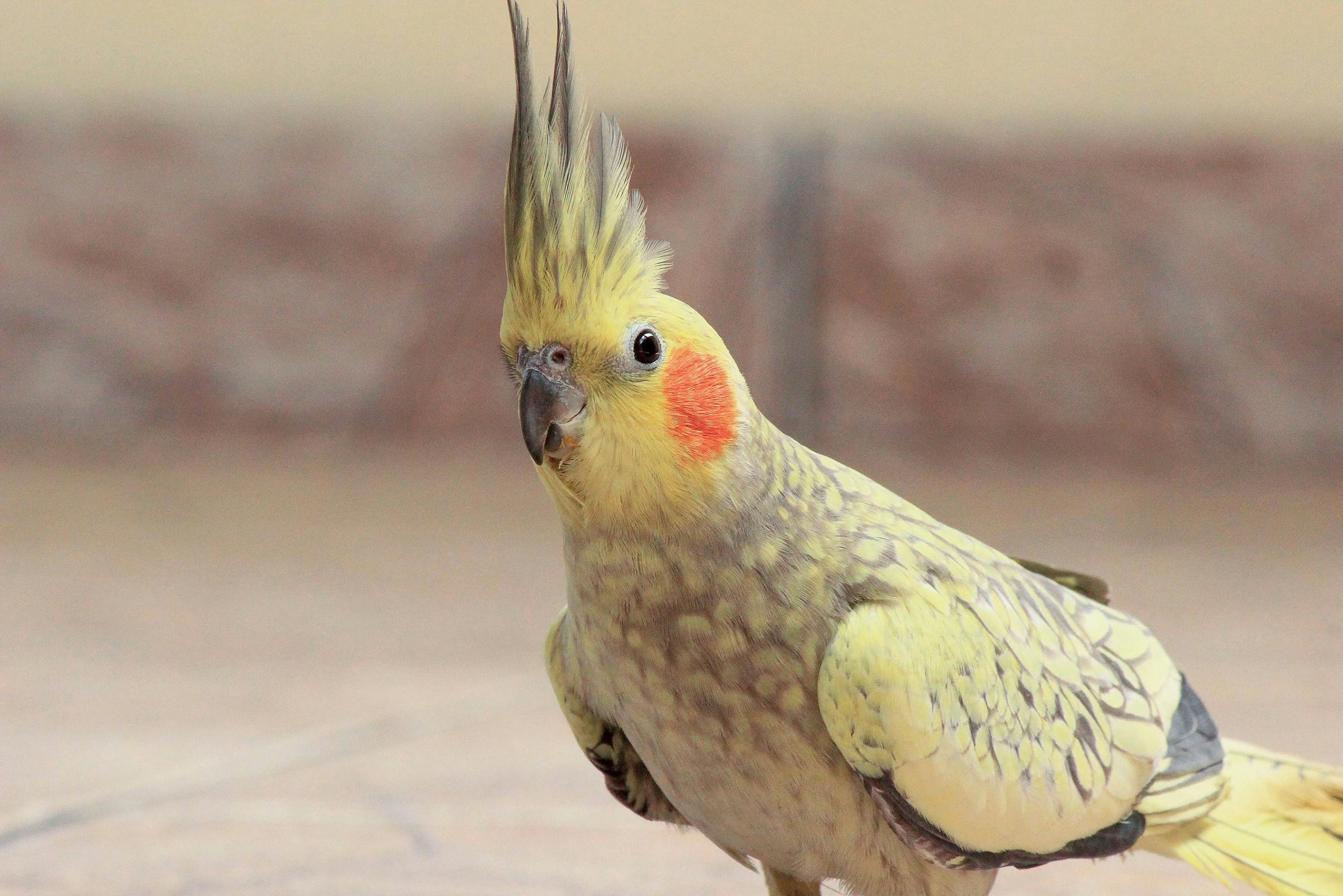 Cockatoo Care Guide: Everything You Need to Know Before Owning One