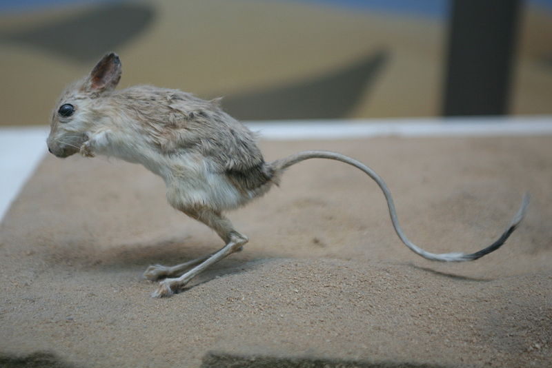 Jerboa as Pets: Ultimate Care Guide, Legality & Why They’re Not for Beginners