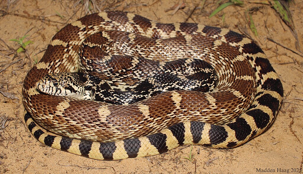 Bull Snake Care Guide: Temperament, Enclosure Setup, Diet & More