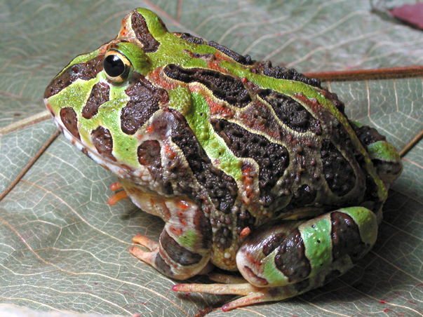 Pacman Frog Care Guide: Diet, Habitat, Costs & Is It a Good Pet?