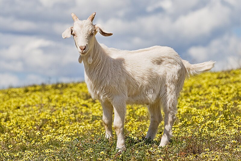 Raising Goats 101: The Complete Guide to Care, Costs, and What to Expect