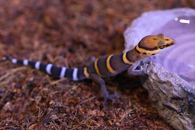 Cave Gecko Care Guide: The Ultimate Pet Review for Beginners & Experts