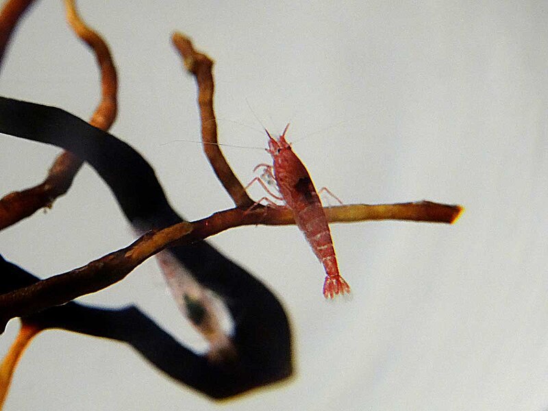 Hawaiian Volcano Shrimp Care Guide: The Perfect Low-Maintenance Pet for Beginners