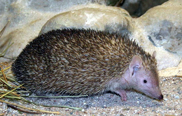Hedgehog Tenrec Care Guide: The Ultimate Pet Owner’s Handbook