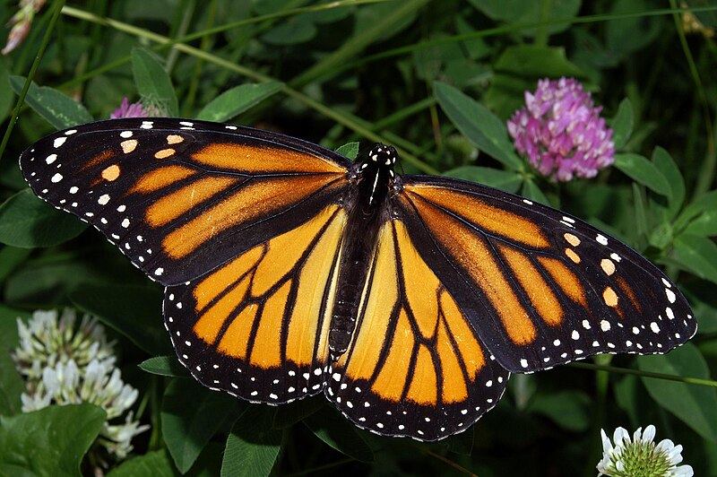 How to Raise Monarch Butterflies at Home: Complete Care Guide for Beginners