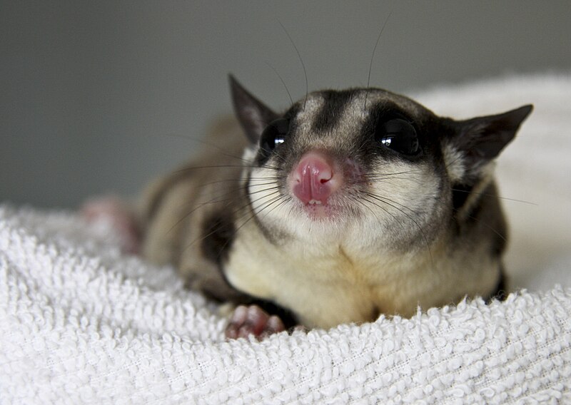 Sugar Glider Pets: Ultimate Care Guide, Costs, and What to Know Before Buying