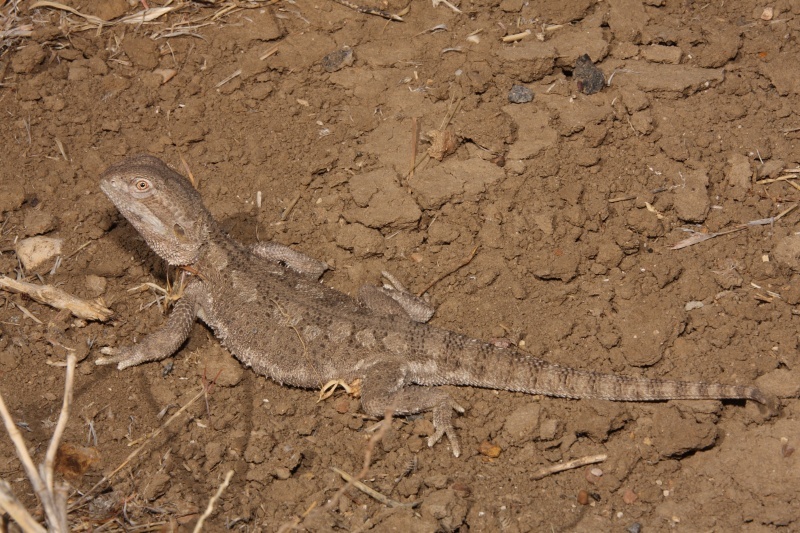 Rankin’s Dragon Care Guide: The Perfect Small Bearded Dragon Alternative?