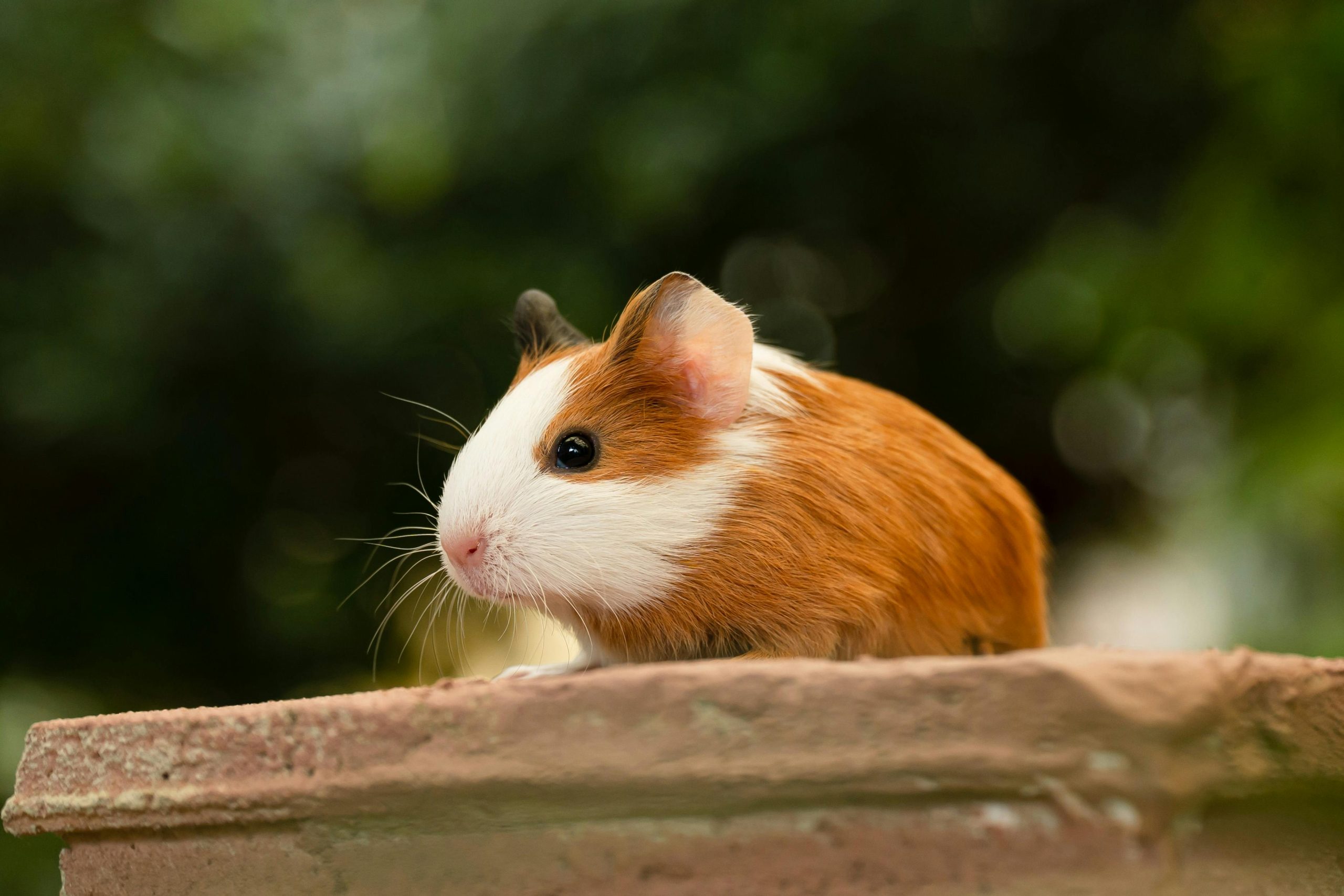 Guinea Pig Care Guide: Everything You Need to Know Before Adopting