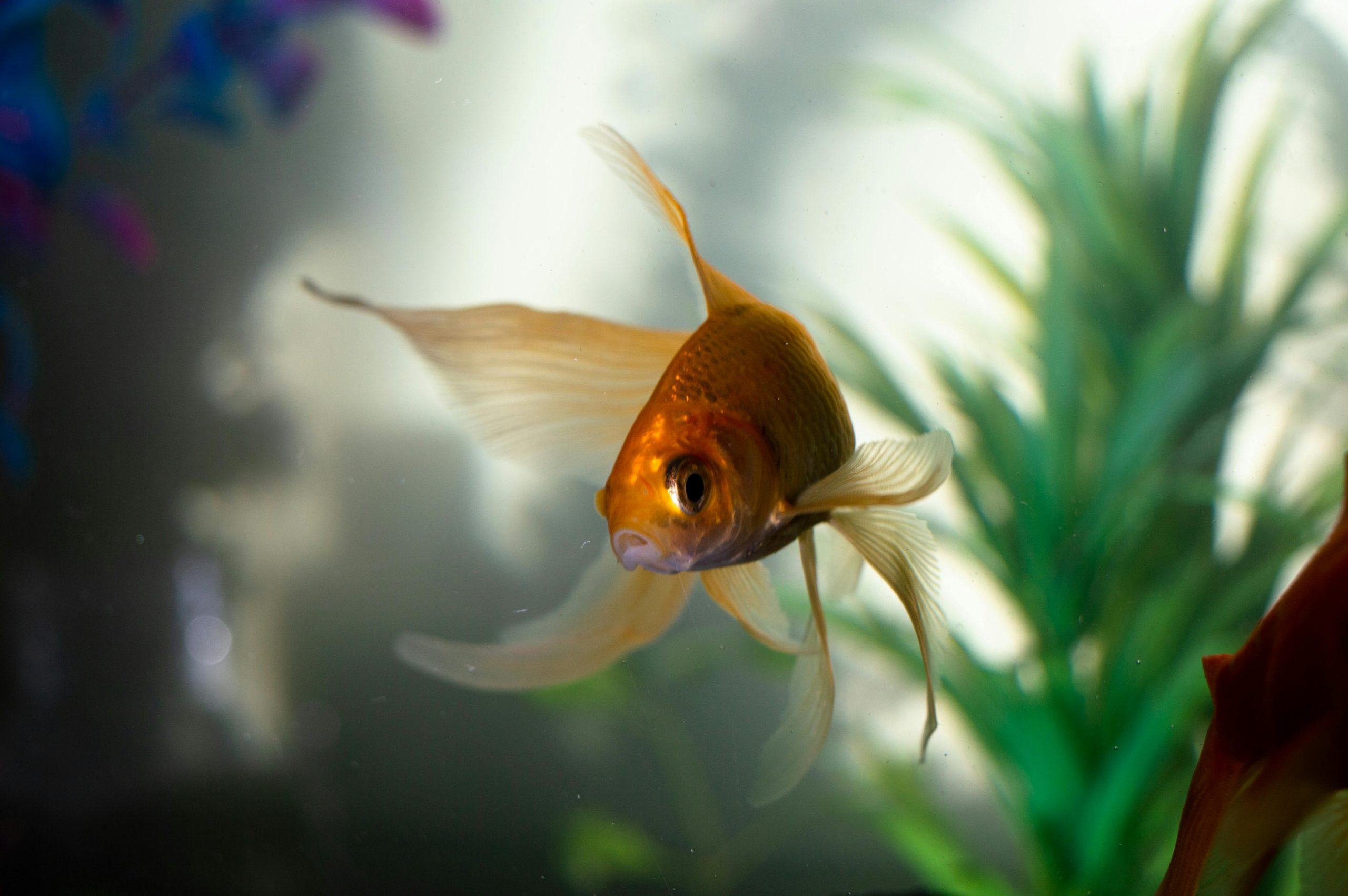 Goldfish Care Guide: Tank Setup, Diet, Lifespan & Expert Tips