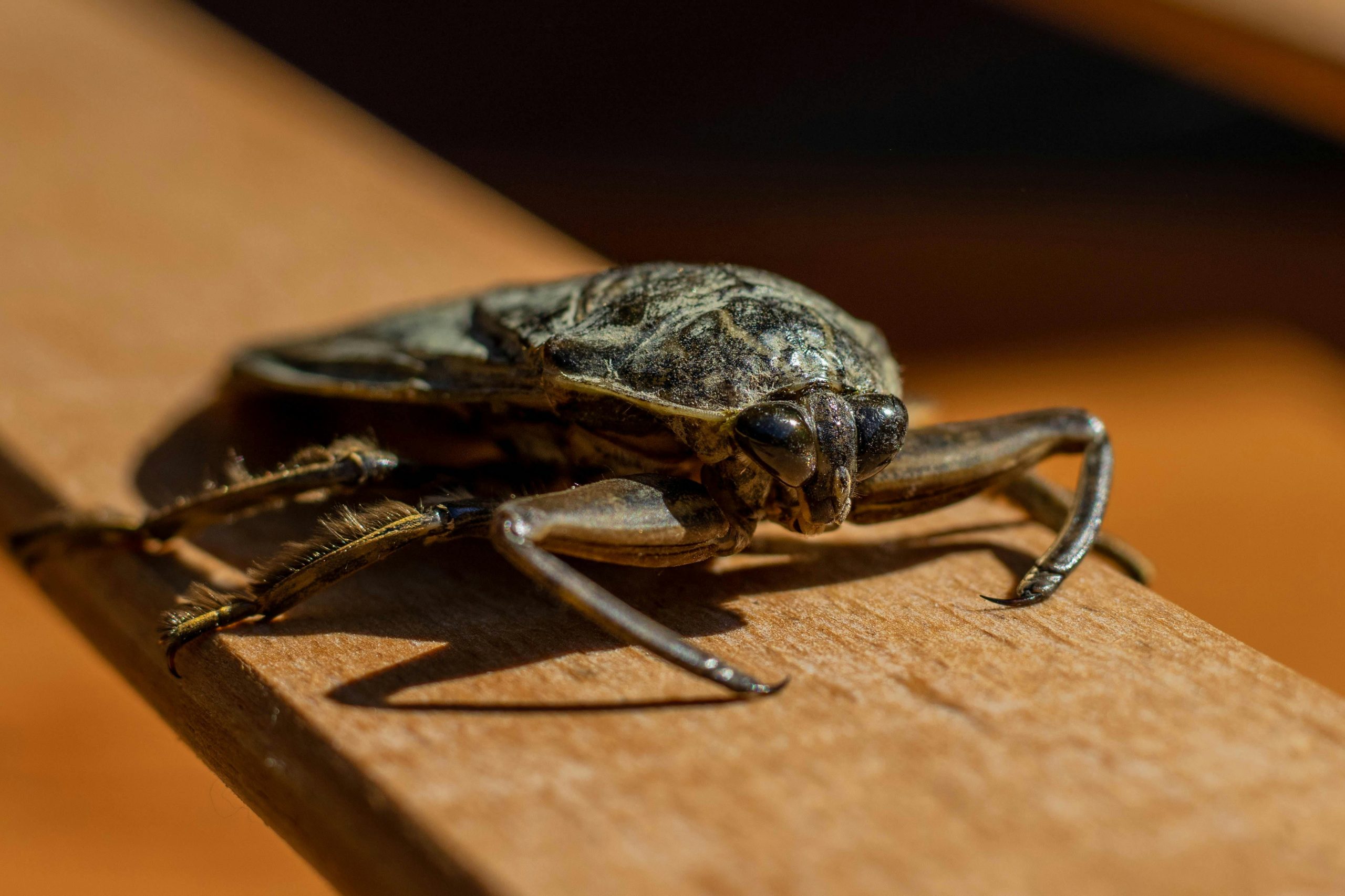 Giant Water Bug (Toe-Biter) Care Guide: Ultimate Pet Review for Insect Enthusiasts