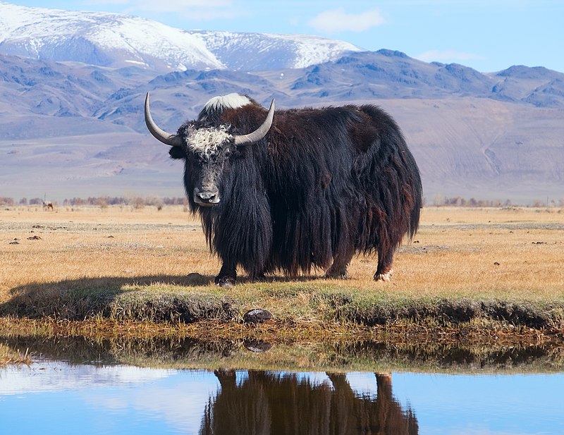 Yak Care Guide: Temperament, Costs, Farming Benefits & Essential Tips