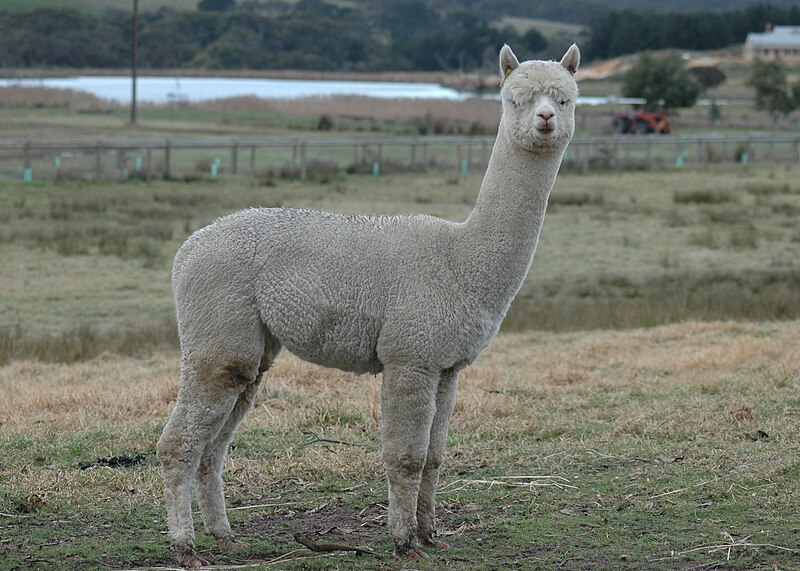 Alpaca Care Guide: Everything You Need to Know About Raising Alpacas