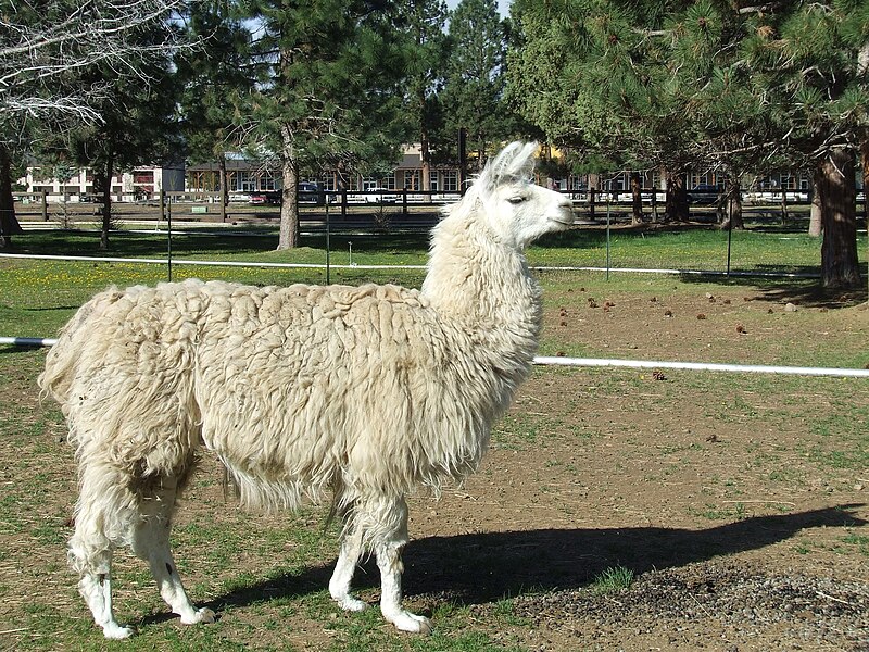 Llama Care Guide: Costs, Temperament, and Why They’re Great Livestock Guardians
