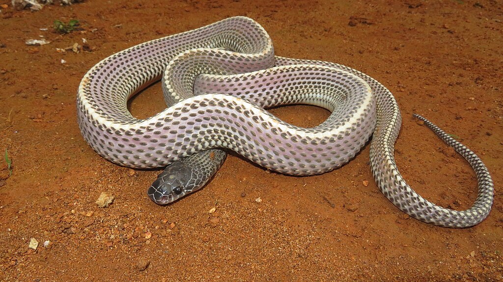 File Snake Care Guide: The Ultimate Pet Review for This Unique Reptile