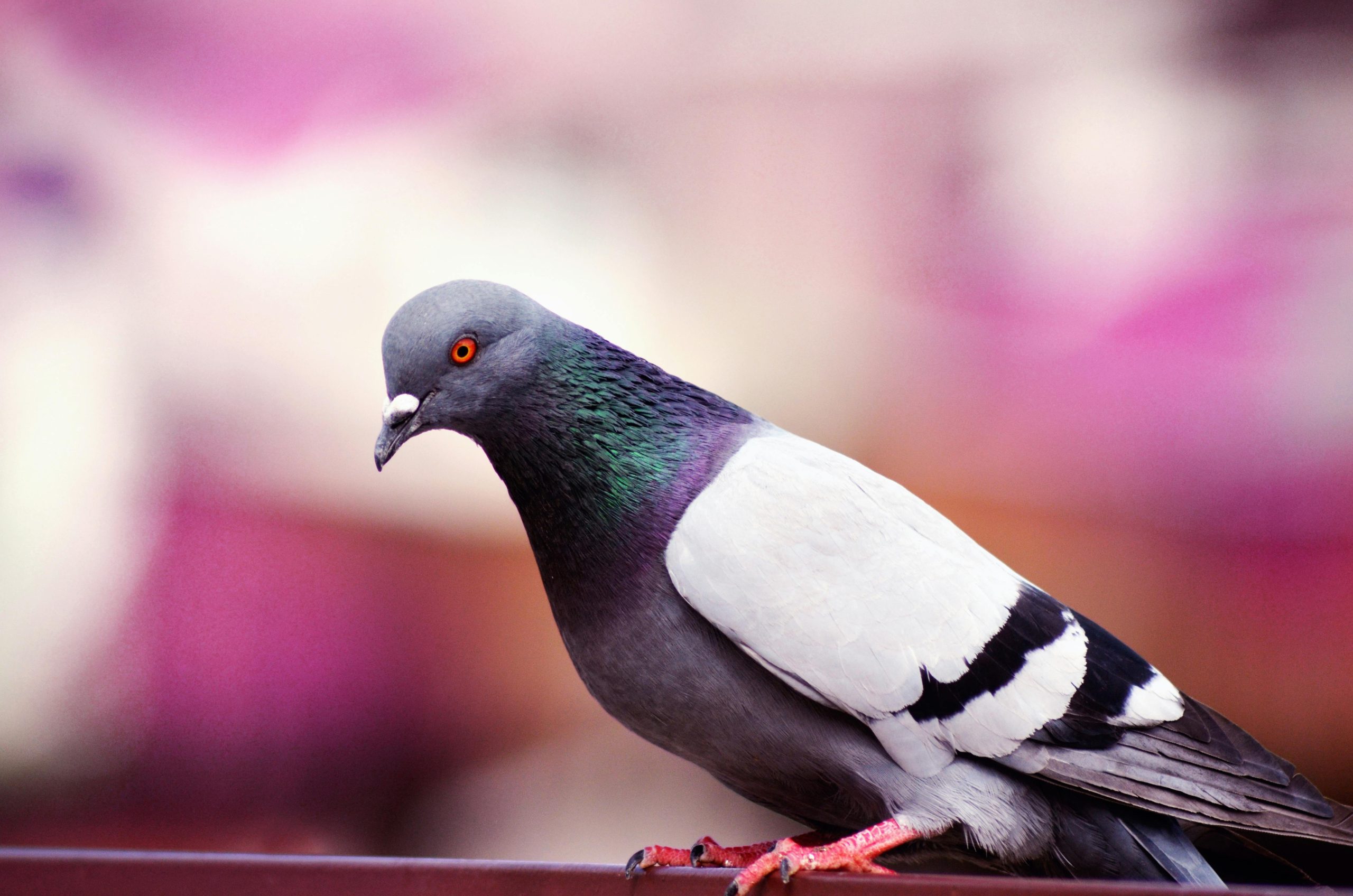 Pigeon as Pets: Complete Care Guide, Costs, Temperament & Lifespan