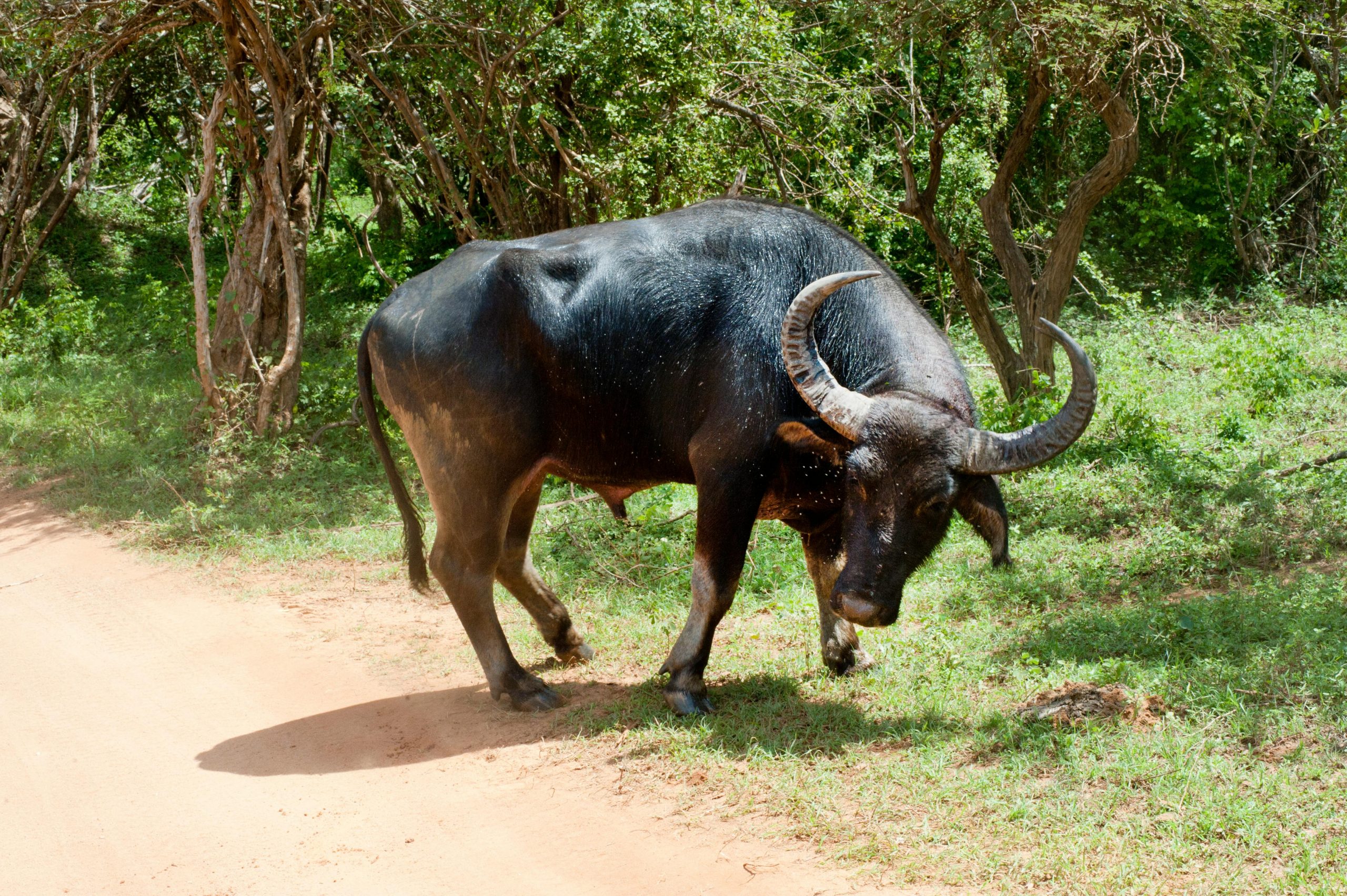 Water Buffalo Farming Guide: Care, Costs, Benefits & Tips for Beginners