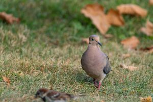 Dove as Pets: Complete Care Guide, Costs, Lifespan & Temperament - Pet ...