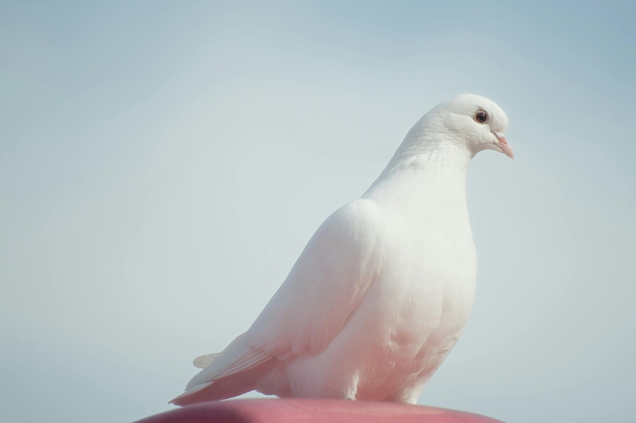 Dove as Pets: Complete Care Guide, Costs, Lifespan & Temperament