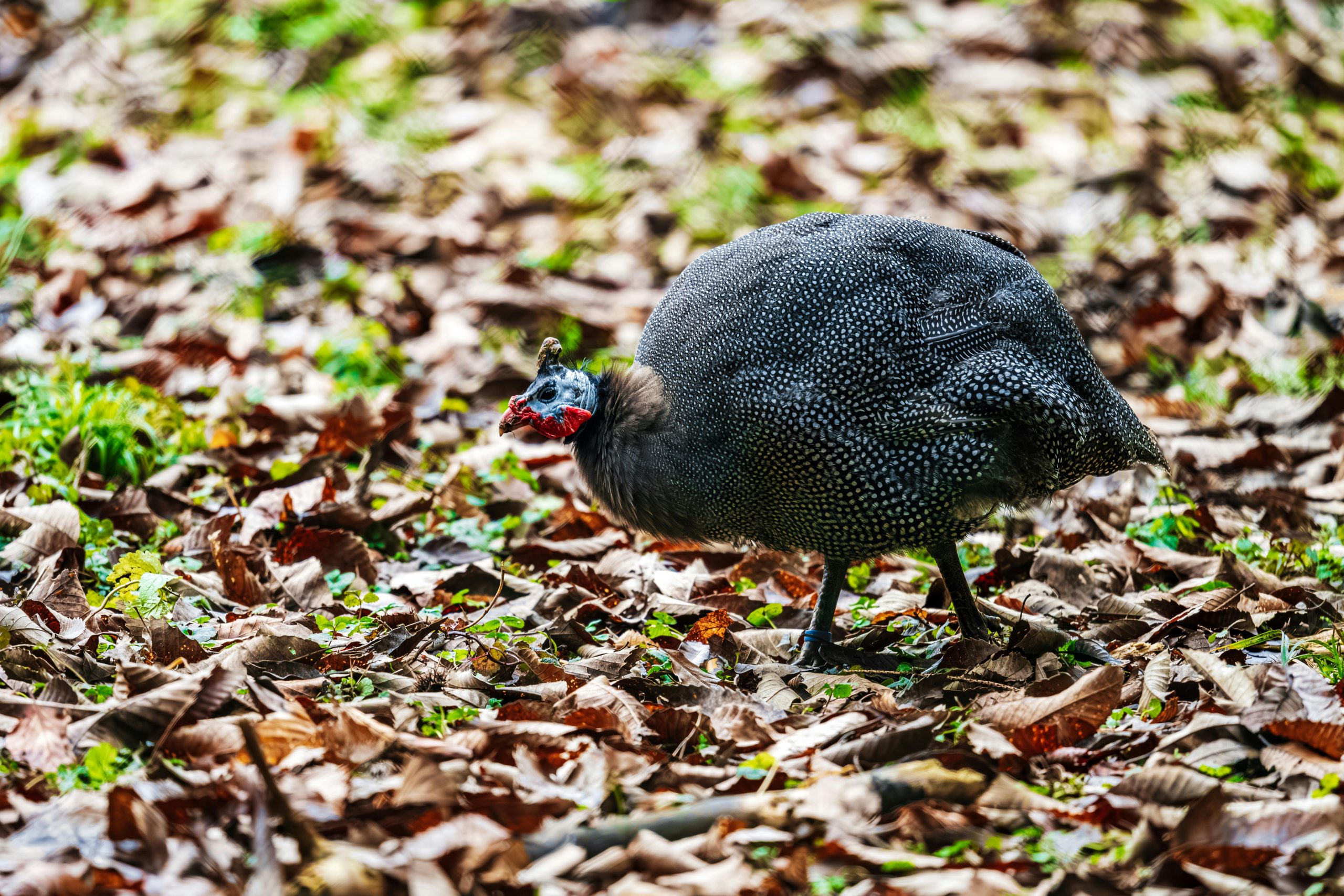 Guinea Fowl Care Guide: Benefits, Egg Production, Pest Control & Homestead Tips