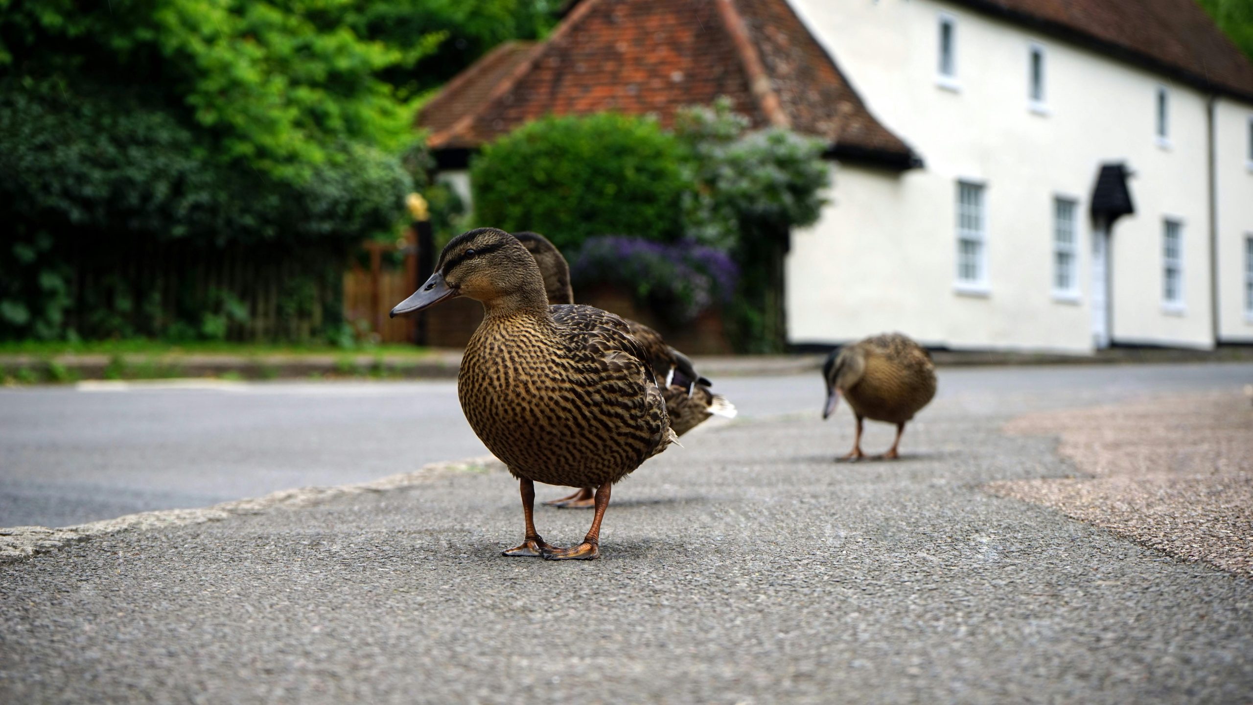 Ducks as Pets: The Ultimate Care Guide for Happy, Healthy Backyard Ducks