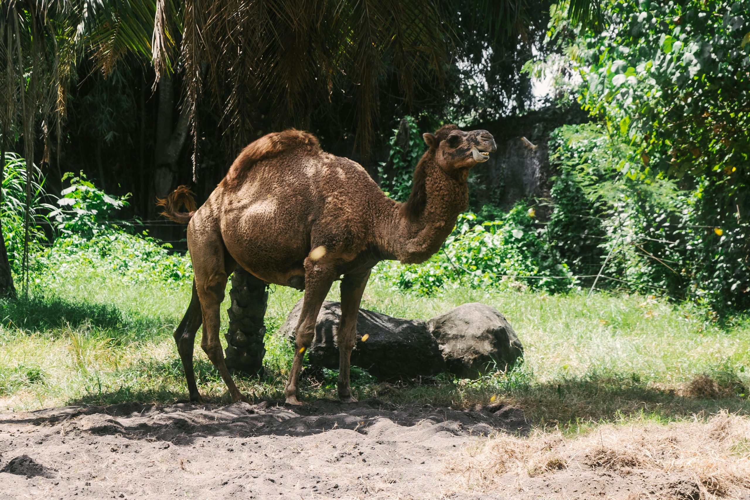 Camel as a Pet: Complete Care Guide, Costs, Temperament & Ownership Tips