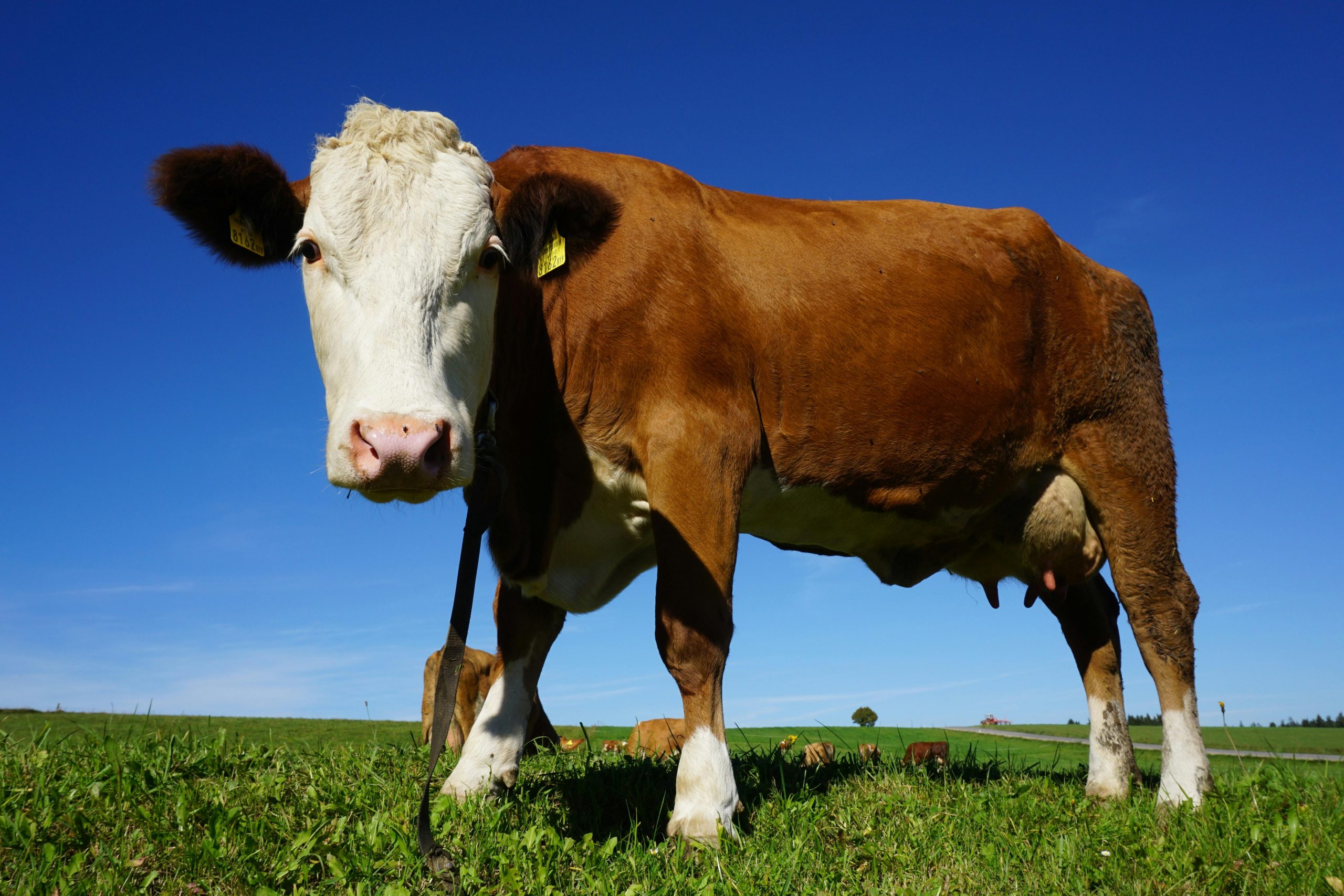 Raising Cows for Beginners: A Complete Guide to Care, Costs, and Benefits