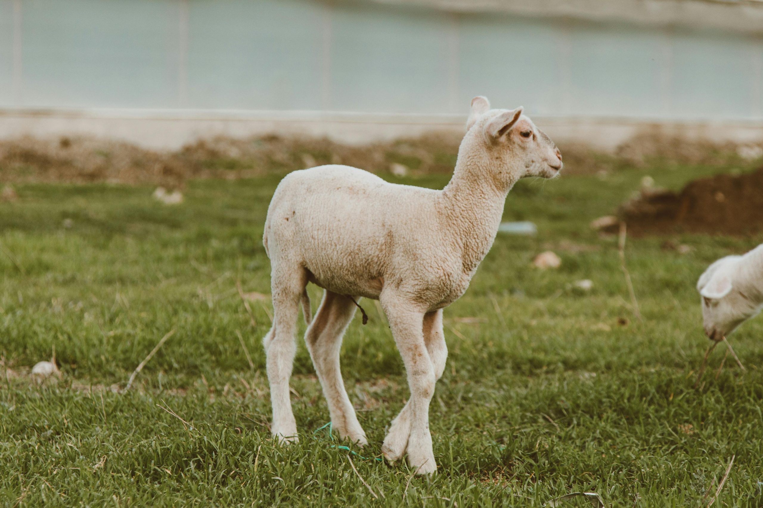 Sheep Farming for Beginners: A Complete Guide to Raising Healthy, Happy Sheep