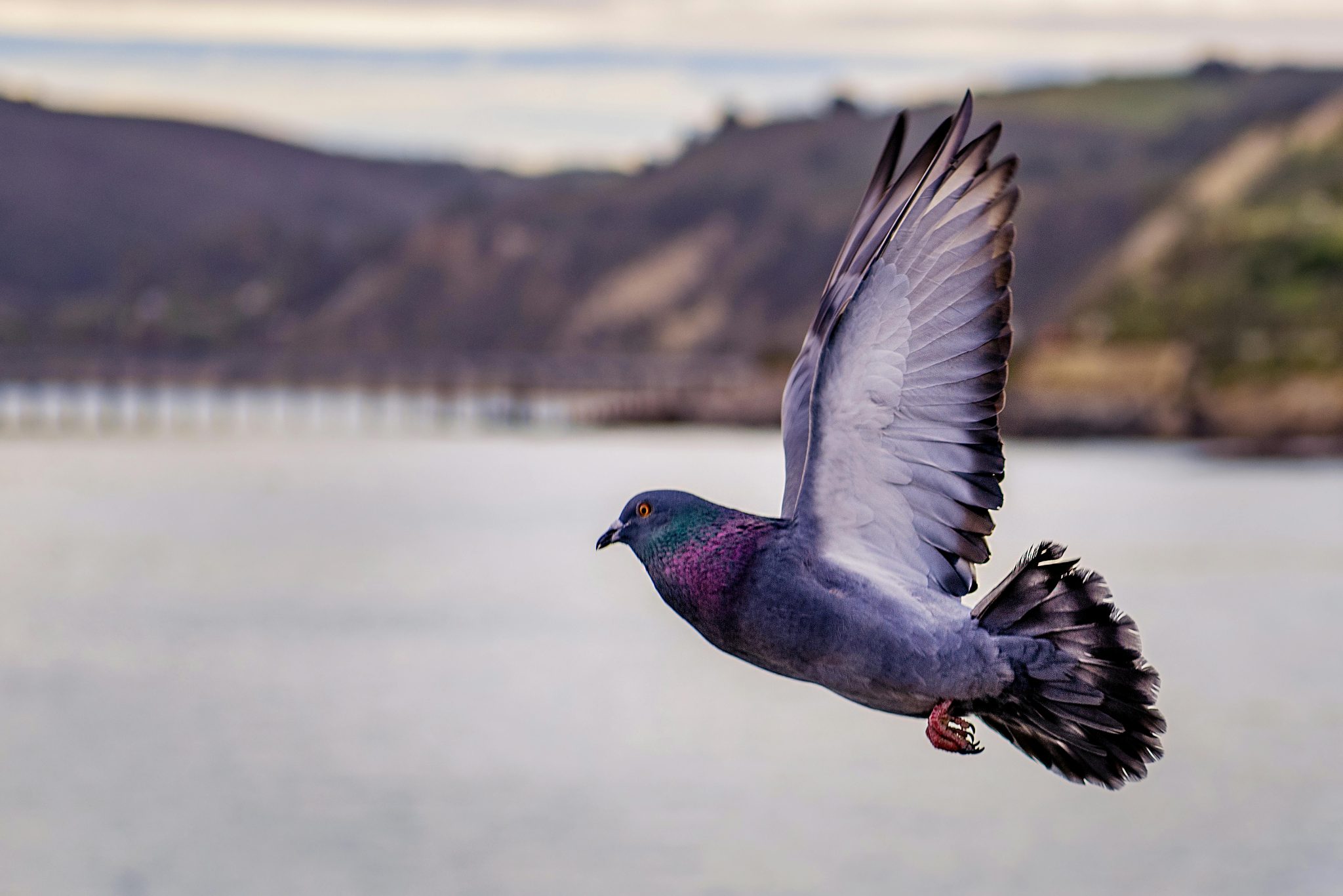 Pigeon as Pets: Complete Care Guide, Costs, Temperament & Lifespan ...